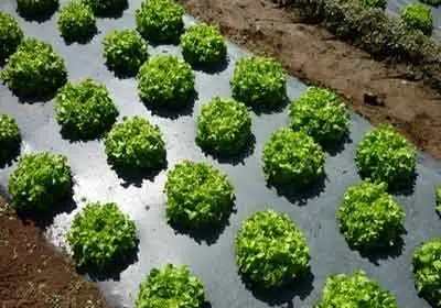 生物降解地膜有望消除残膜垃圾